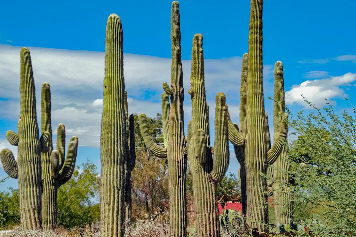 Gilbert, AZ